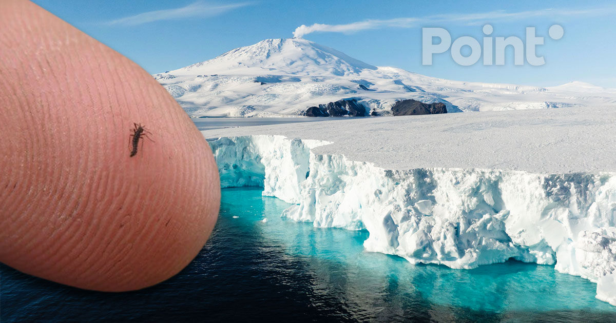 Microplasticele au ajuns pentru prima dată la insectele din Antarctica.