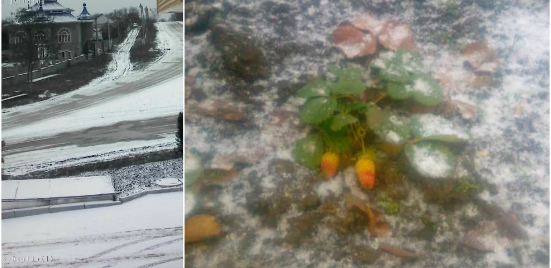 În timp ce afară ninge, într-o suburbie a Capitalei se coc căpșunele