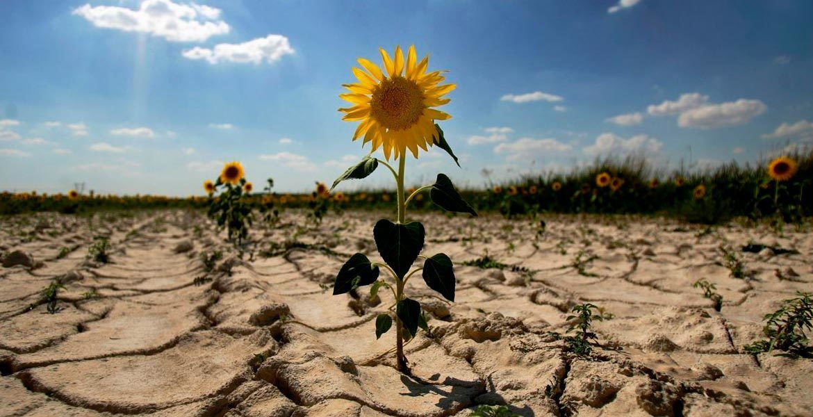 Al doilea raion din Moldova cere declararea stării de urgență în agricultură.