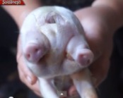 Anomalie genetică în Şoldăneşti. Un purceluş a băgat spaima în stăpânii lui.