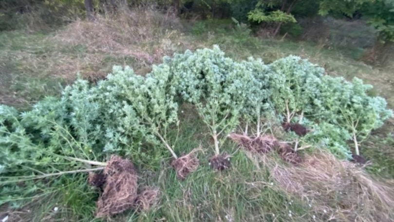 В Оргеевском районе обнаружена нарколаборатория.