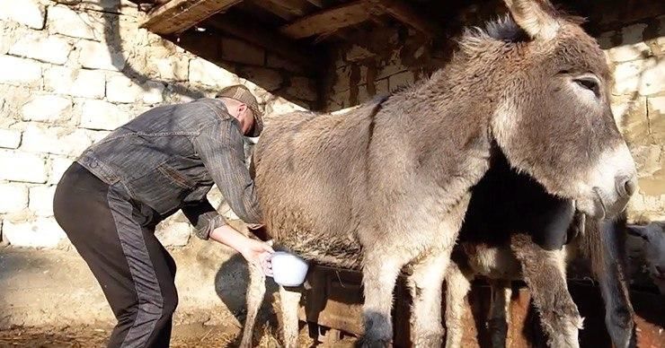 Житель Фалешт наладил бизнес по продаже ослиного молока.