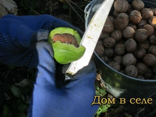 Молодые орехи продают на улицах столицы.
