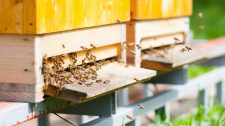 Agricultura ecologică şi apicultura vor beneficia de subvenţii din partea statului. Foto: apistaroltenia.ro