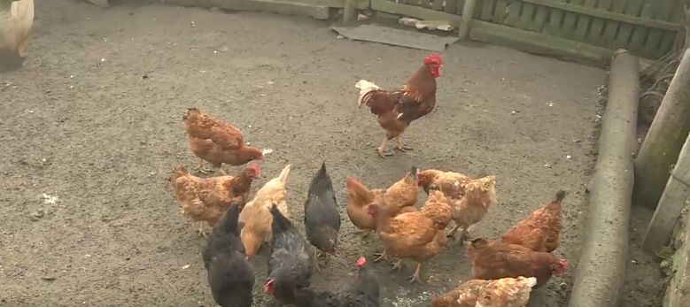 Жители сёл кормят домашних животных объедками с праздничного стола.