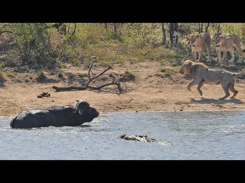 Животное успело войти в воду, чтобы оторваться от льва, но там его ждала другая опасность — крокодил.
