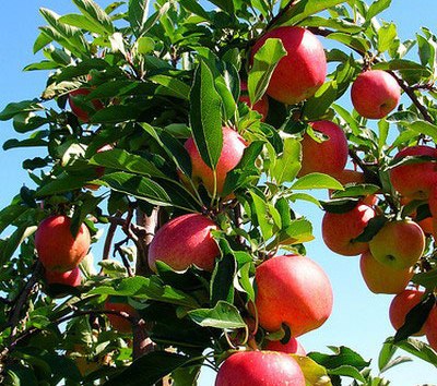 „Asemenea noţiuni sofisticate ca logistica, programarea, planificarea pe termen mediu şi lung sînt utilizate tot mai des în activităţile de producţie din agricultură.