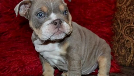 Un căţel din rasa bulldog este cel mai căutat căţel din Marea Britanie, după ce a fost furat de la stăpânul său.