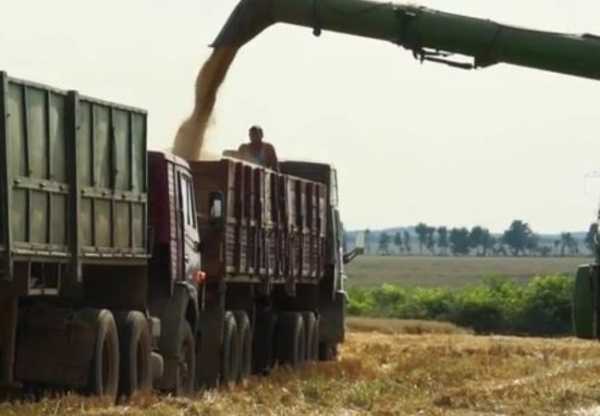 В целом урожайность на 20 процентов выше, чем в прошлом году.