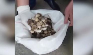 Căciulii de mac depistate în gospodăria unui bărbat din Străşeni.