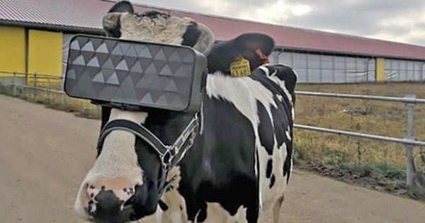 Modul inedit prin care vacile reuşesc să producă mai mult lapte