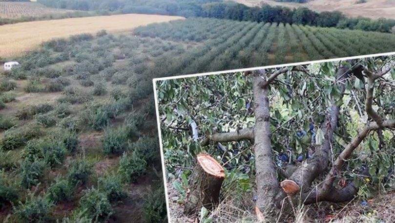 Бывшего примара из Бричан обвиняют в уничтожении чужого сливового сада.