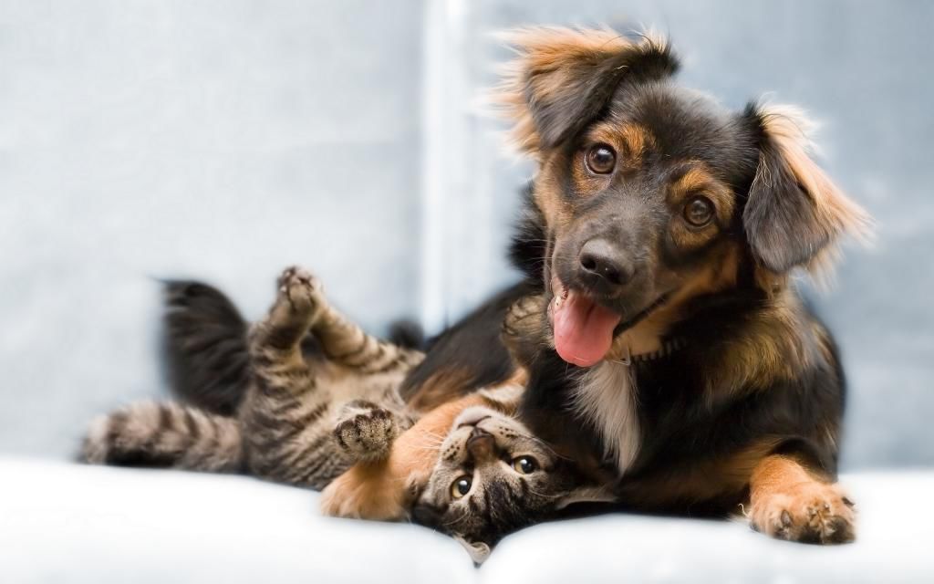 Un tip de hrană pentru animale cu bacterii periculoase pentru om