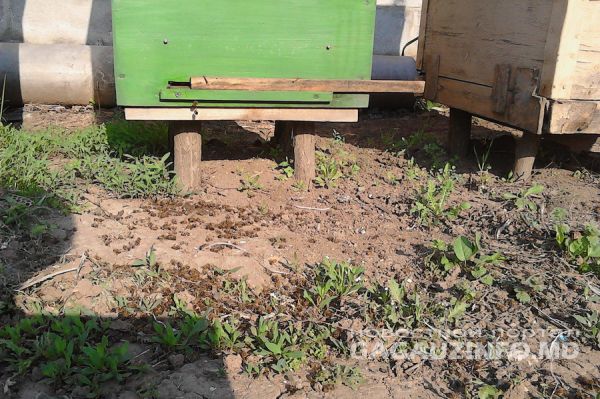 Пространство перед ульями усыпано мертвыми пчелами.