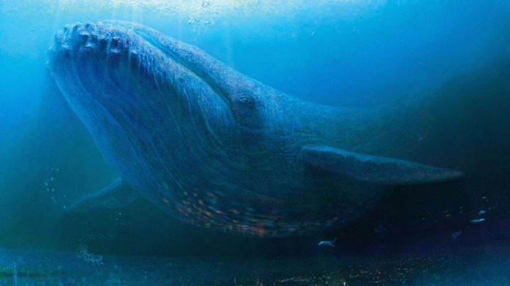 Balena Albastră, cel mai mare animal de pe planetă, vulnerabilă la schimbările climatice.