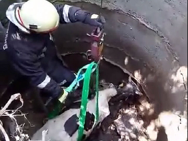 На Мунчешсткой улице спасли провалившегося в колодец бычка.