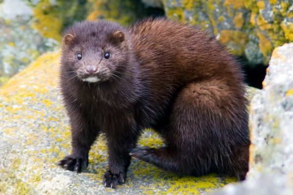 Датский министр уйдет в отставку из-за ситуации с норками и COVID-19. Фото: eadaily.com.