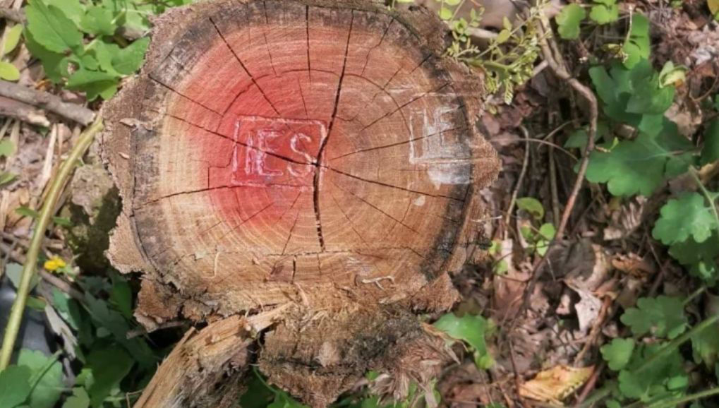 В Бричанах незаконно спилили более 30 деревьев.