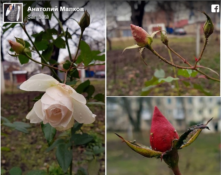 Temperaturi de primăvară. La Cahul au înflorit trandafirii