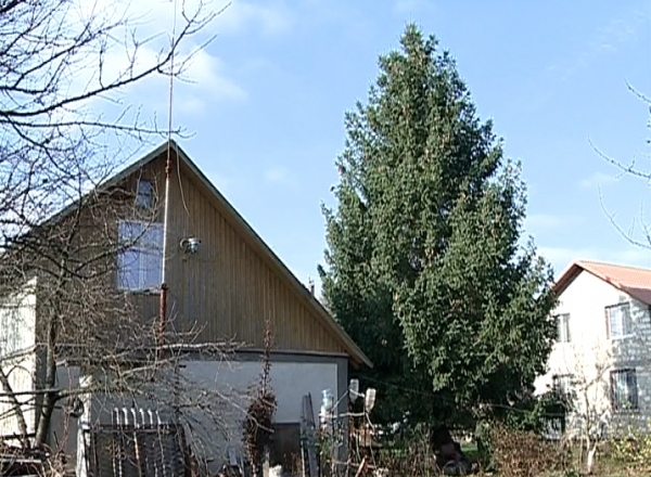 Acesta a fost ales din mai multi copaci, ipropusi seful de la Spatii Verzi.