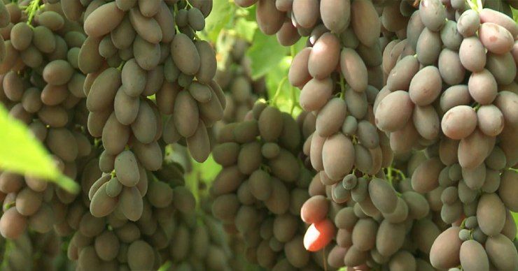 На столичных рынках в продаже появился первый урожай молдавского винограда. 