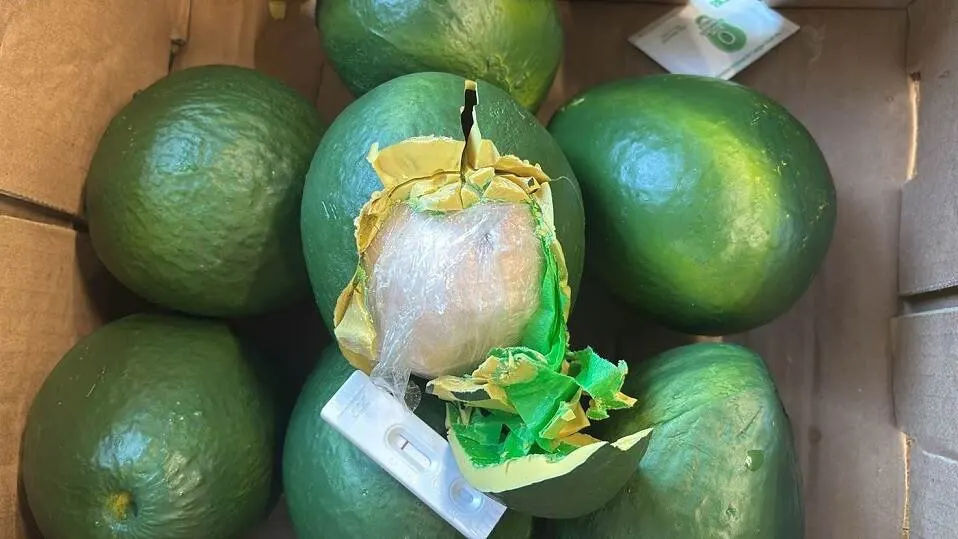 Vameșii din Țările de Jos au găsit sute de kilograme de cocaină ascunse în avocado fals.