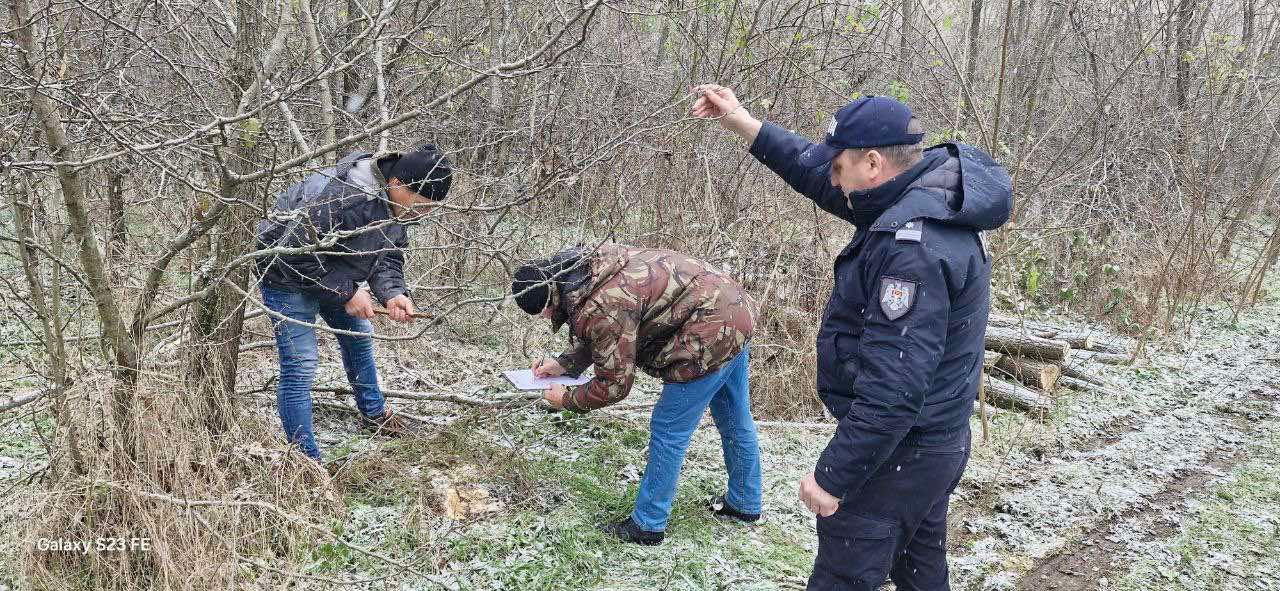 Un caz de tăiere ilegală a arborilor, depistat la Strășeni.