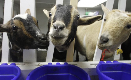 Acestea au fost duse la secţie, iar proprietarul lor a fost acuzat pentru neglijenţă în îngrijirea animalelor domestice.