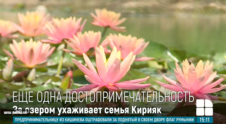  Семья Кирияк из Калараша разводит в озере кувшинки.