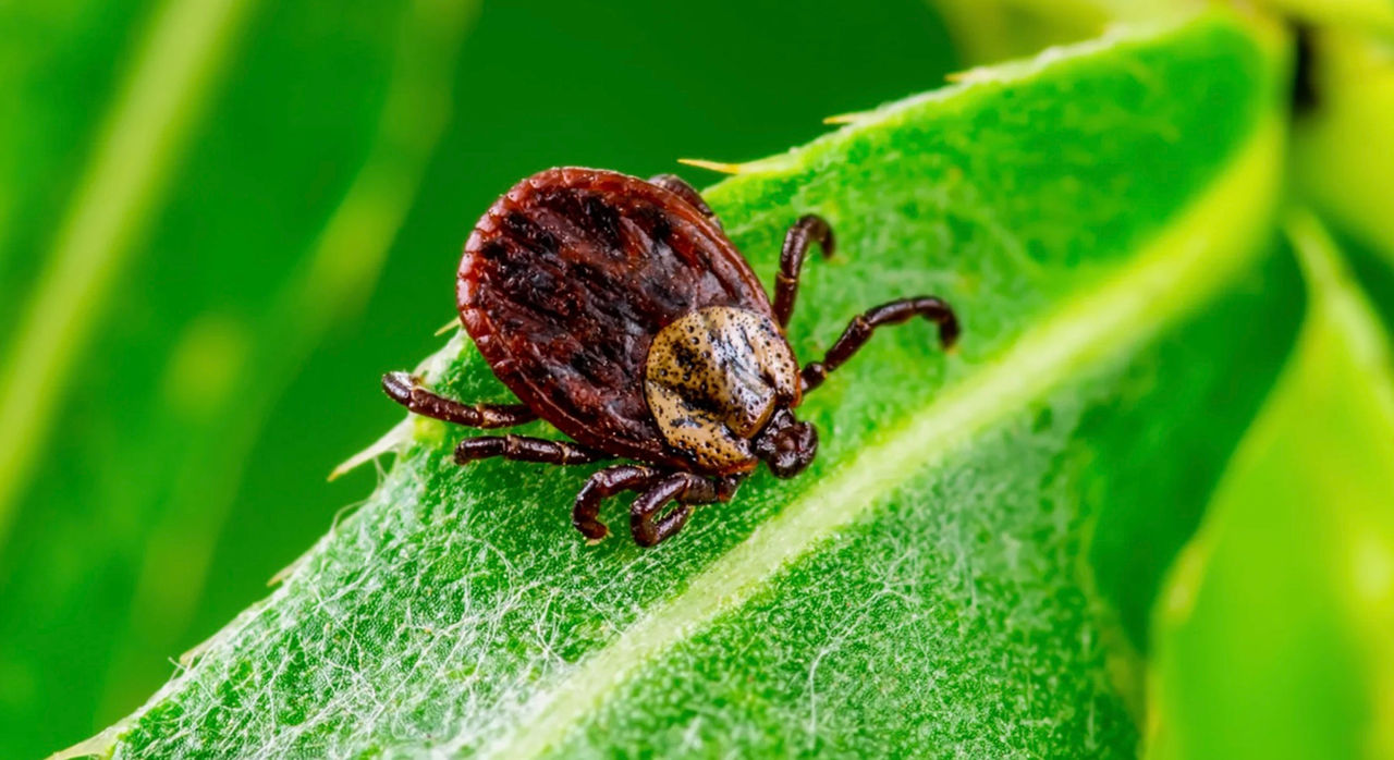 O nouă specie de căpușă, descoperită în Turcia: Aceasta transmite peste 30 de boli.