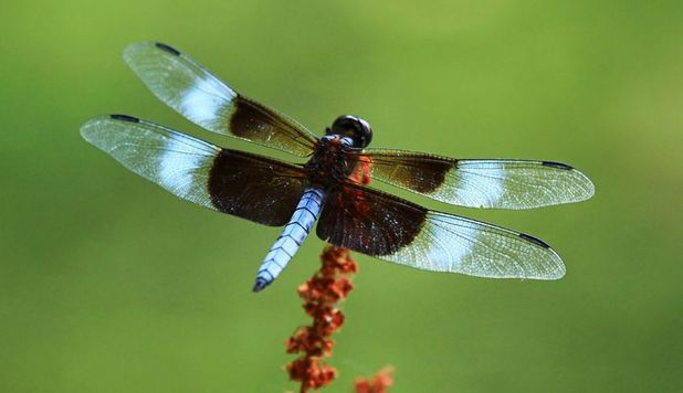 Populaţia de insecte zburătoare a scăzut considerabil. Urmări grave. Foto: descopera.ro