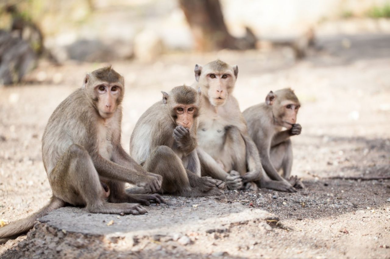 Paris: 50 de maimuțe au evadat de la o grădină zoologică