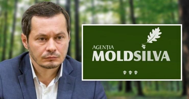 Moldsilva - Кодряну: В последнее время модно создавать себе имидж за счет леса. Фото: Point.md