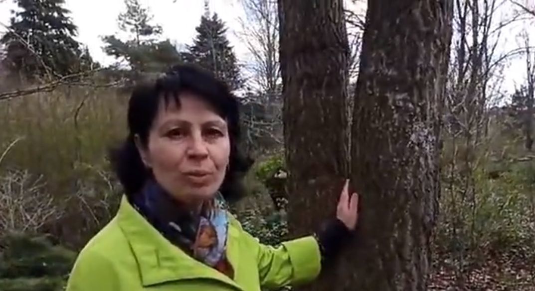 В Бендерском дендрарии растёт дерево времён динозавров.