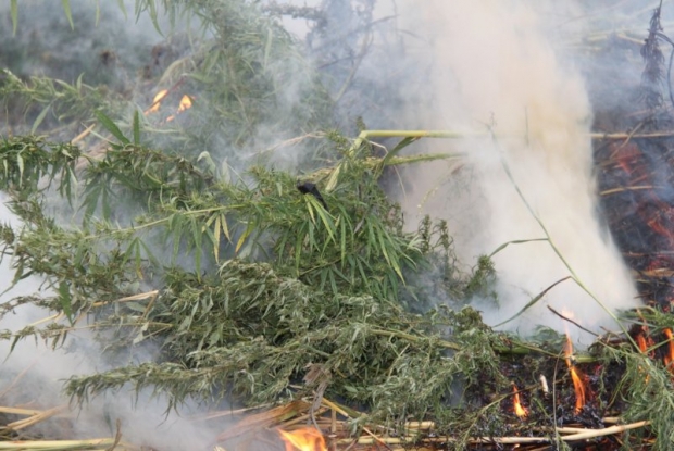 În cadrul operațiunii MAC 2014, care s-a desfășurat în perioada 30 mai – 31 august, polițiștii de frontieră au depistat și nimicit 1.287 fire de mac și 8.326 de plante de cânepă.