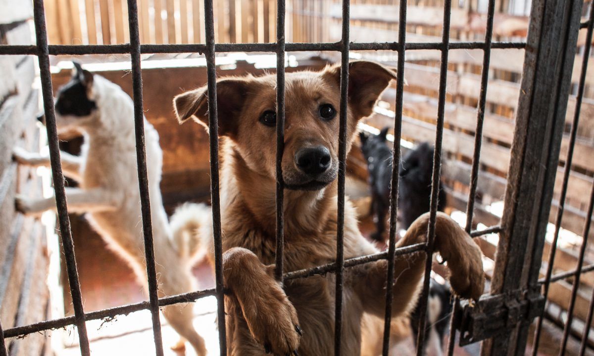 Активистка: Комиссия должна расследовать утечку денег в приюте для собак.