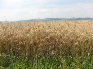 Pentru următoarele șapte zile meteorologii ne prezic vreme frumoasă.
