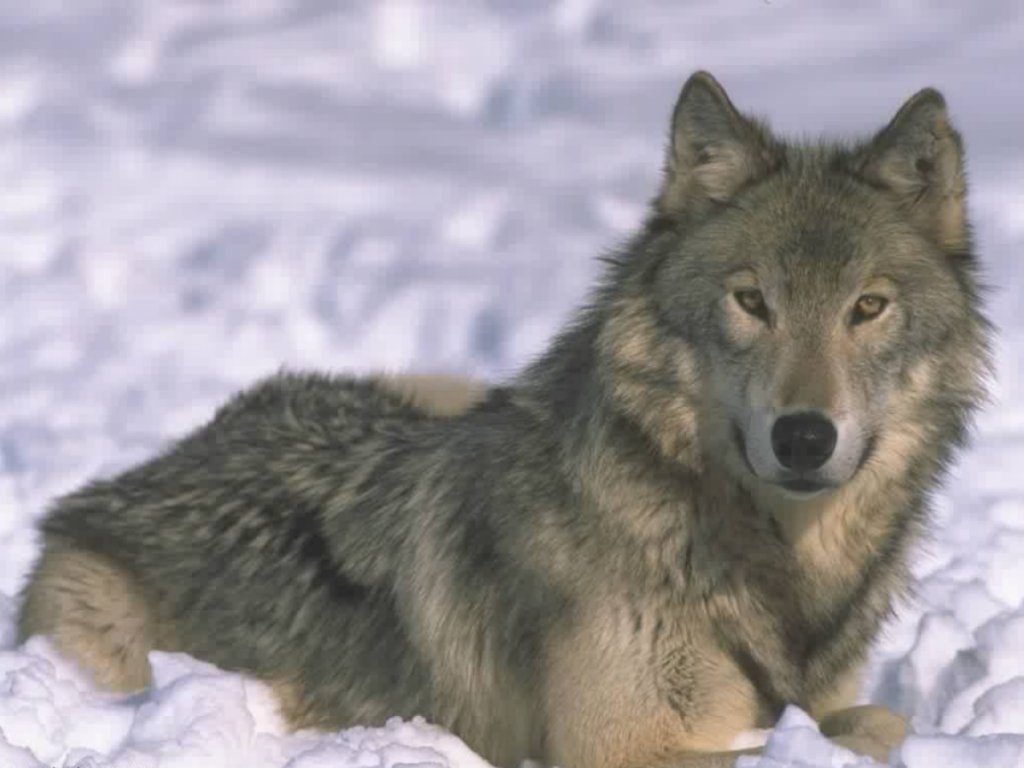 Проблема популяции волков в Норвегии в последние годы очень актуальна. Фото: wolf5.mindmix.ru