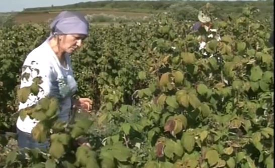 Женщины-демократы пришли помочь монастырю села Забричены собрать урожай.