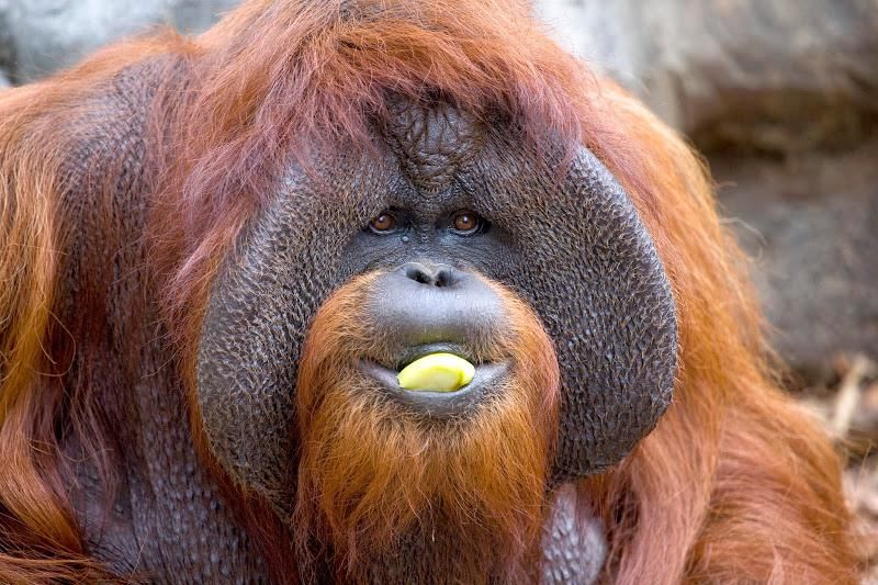 Chantek, unul dintre cei mai în vârstă urangutani din grădinile zoologice din America de Nord, s-a născut la Centrul regional pentru cercetări privind primatele Yerkes, din Atlanta. 