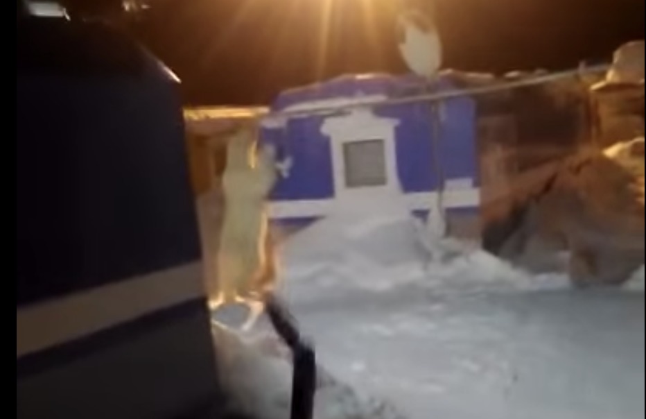 На Ямале белый медведь забрел в поселок вахтовиков.
