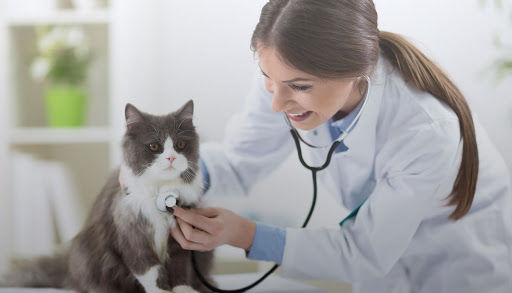 Exercitarea profesiei de medic veterinar va fi reglementată prin lege