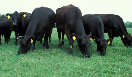 Patru cazuri de rabie, înregistrate în nordul şi centrul ţării. Foto: paginadeagricultura.ro