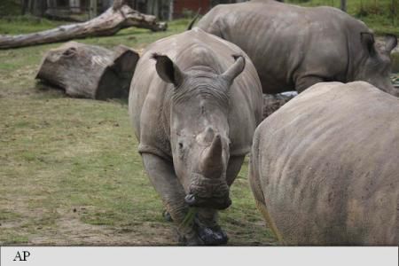 Un rinocer alb a fost ucis de presupuși braconieri la o grădină zoologică din Franța. 