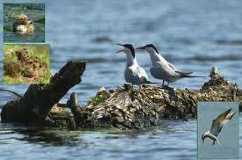 Delta Nerei a intrat în atenţia mai multor grupări ecologiste care încearcă să obţină fondurile europene destinate păstrării biodiversităţii.