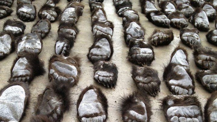 Labe de urs, blăni și oase de tigri, confiscate de grănicerii ruși