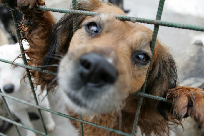 Organizațiile pentru protecția animalelor propun Primăriei Chișinău exemple europene pentru soluționarea problemei maidanezilor.