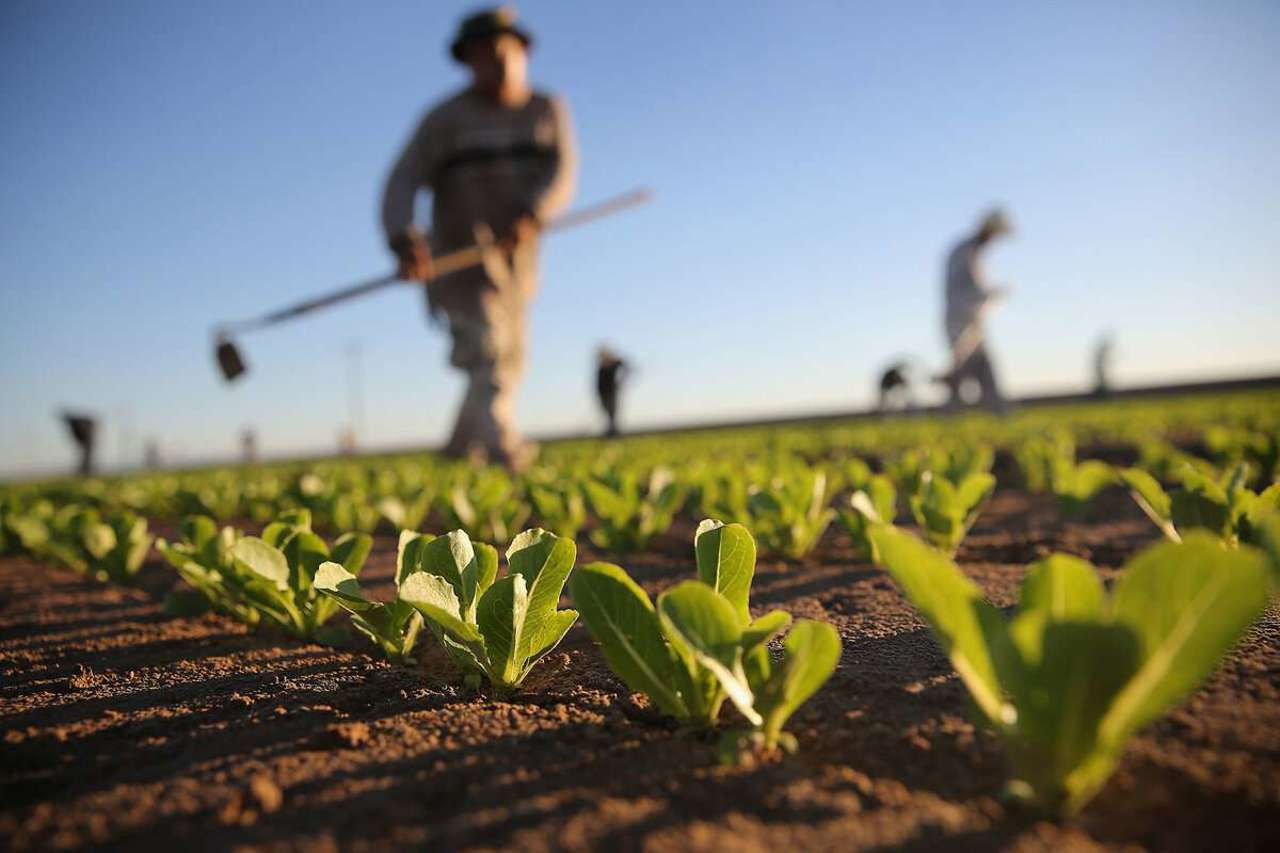 Guvernul stabilește noi reguli pentru fermieri pe timp de secetă. 