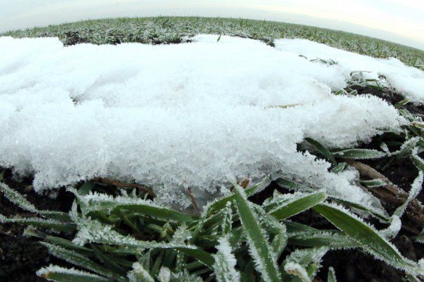 Agricultorii, îngrijorați că vremea rece ar putea afecta plantele