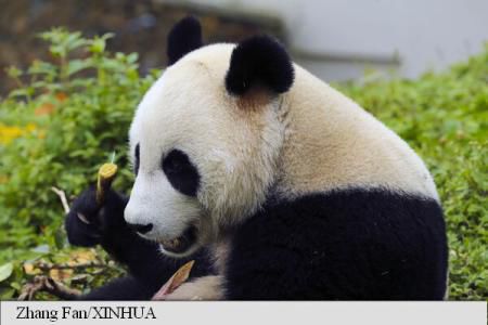 Numărul urșilor panda uriaș crescuți în captivitate a ajuns la 520